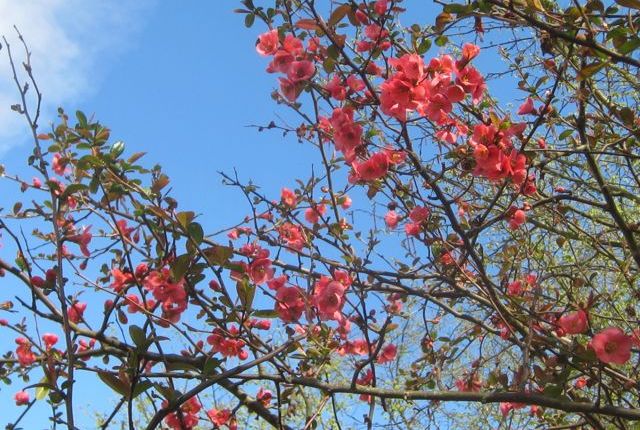 MDS and me: a long story