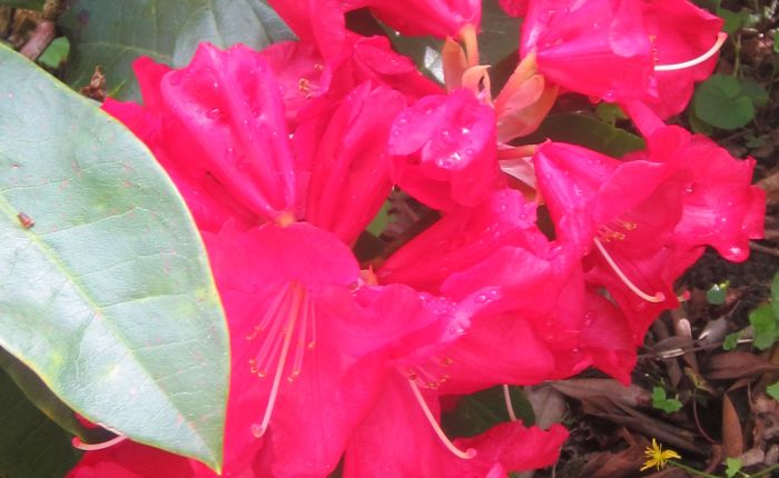 Friday May the 6th: a visite to Gien and La Bussière&nbsp;castel