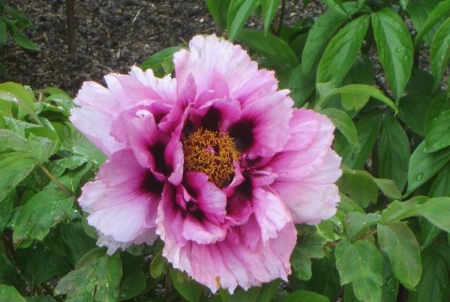 Friday May 20th: visiting Sourches&nbsp;Castel