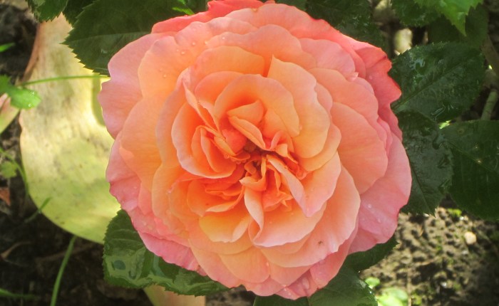 Vidaza makes its come&nbsp;back!