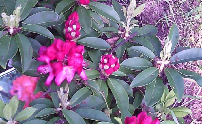 The last analysis:on the way to the normality…