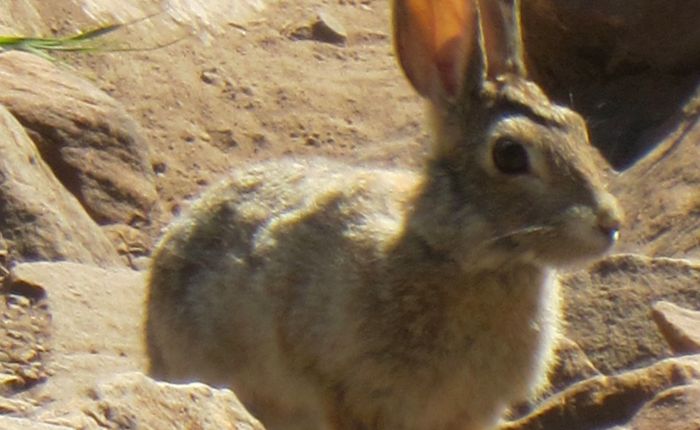 Rabbit 2, PPMHK&nbsp;0