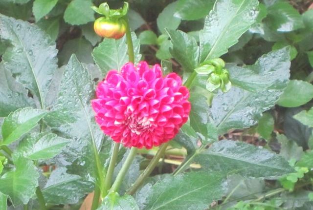 Chimerism: two DNAs in one&nbsp;body