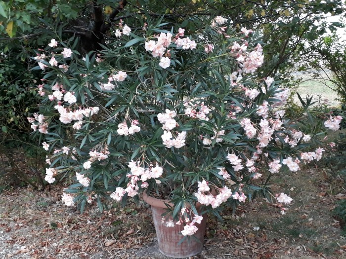 20180808_080444_resized_1