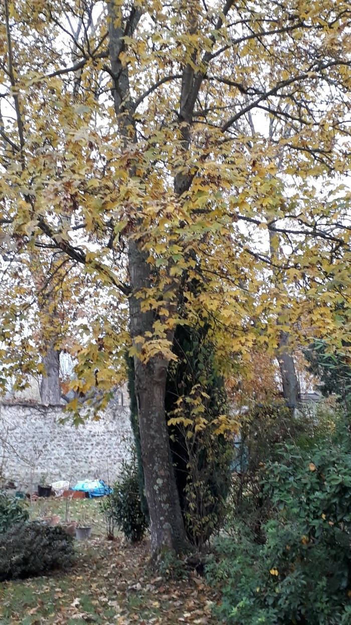 20181108_083100_resized