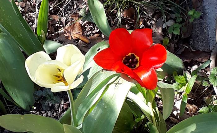 Dynamic phototherapy to remove a&nbsp;carcinoma