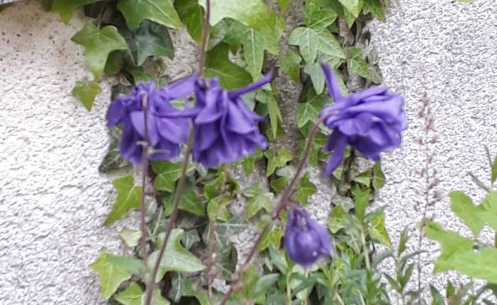 Columbines