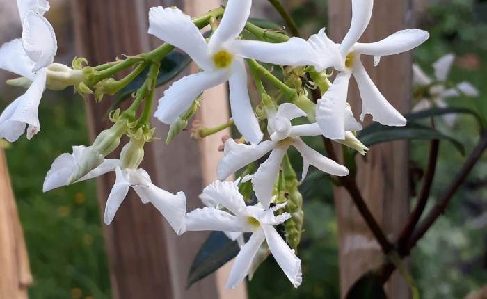 Flowers of the summer in my&nbsp;garden