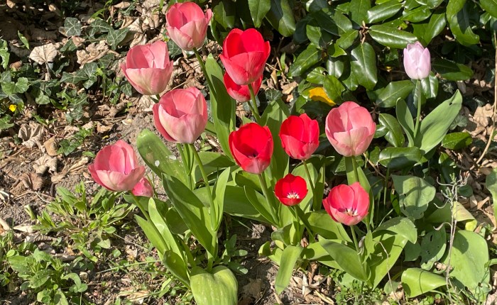 Spring in my&nbsp;garden!