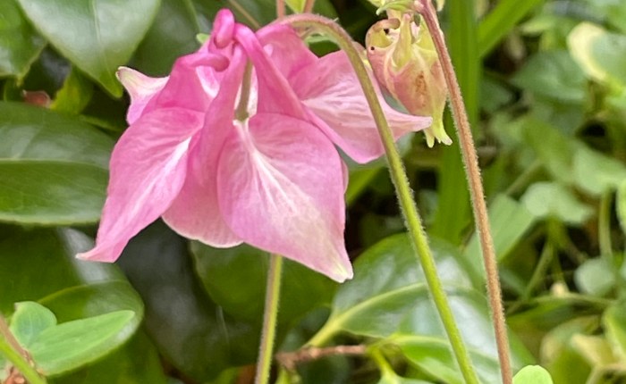 New flowers in my&nbsp;garden