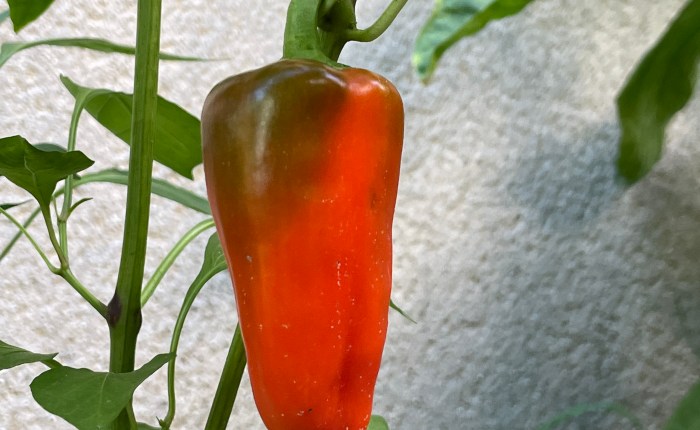 Fruits and vegetables!