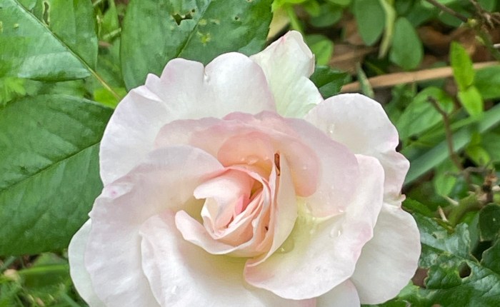 More flowers from my&nbsp;garden